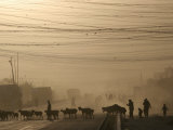 Buy Afghan Herders Lead Their Livestodk Across a Road in Kabul, Afghanistan, Monday, Oct 9, 2006 at AllPosters.com