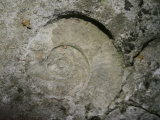 Buy A Fossil of a Warm Equatorial Sea and Long-Extinct Animal is Seen in the Rocks at AllPosters.com