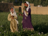 Buy Two Girls Play in the Bamiyan Valley, Next to the Buddha Statue That was Destroyed, July 19, 2006 at AllPosters.com