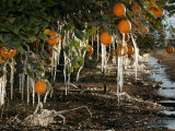 Buy Drip Irrigation Creates Icicles and Forms an Insulation and Way of Protecting Oranges on the Trees at AllPosters.com