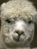 Buy Zephyr Moon, a 2-Year-Old Alpaca, at the Vermont Farm Show in Barre, Vermont, January 23, 2007 at AllPosters.com