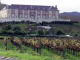 Buy Chardonnay and Pinot Noir Grape Vineyards at AllPosters.com