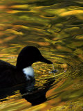 Buy Fall Colors are Reflected in a Pond as a Duck Swims in Milan, Italy, Friday, November 3, 2006 at AllPosters.com