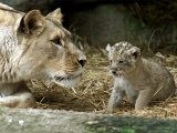 A Lion Cub Peeks into the World While Sitting Next to Its Mother Inka at the Munich Zoo