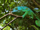 Buy A Chameleon Sits on a Branch of a Tree in Madagascar's Mantadia National Park Sunday June 18, 2006 at AllPosters.com