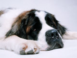 Buy St. Bernard Dog, September 1976 at AllPosters.com
