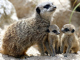 Jenny the Meerkat with Two of Her New Babies at London Zoo, June 2005