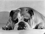 Bruce the Old English Bulldog Not Feeling His Best, November 1978