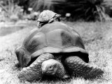 Buy Tank the Giant Tortoise, London Zoo, 180 Kilos, 80 Years Old, on Top is Tiki a Small Tortoise at AllPosters.com