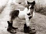 Buy Adult Horse with Giant Boots at AllPosters.com