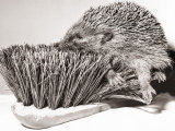Short Sighted Hedgehog