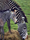 Baby Zebra with Mum Edinburgh Zoo, December 2001