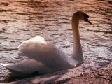 Swan Swimming at Sunset
