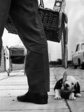 Sheepdog Puppy Stealing a String of Sausages Which are Hanging Down from a Wicker Shopping Basket