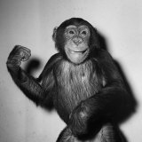A Chimp, 1955