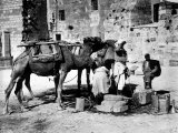 Camels Drinking from Davids Well Bethlehem Israel