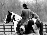 A Pet Fox Sits on the Horse of Its Owner