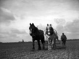 A Man on a Farm Harvesting in a Field with His Two Horses