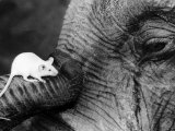 Mouse Crawls up Elephants Trunk