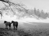 Winter Wonderland: Snow Scene in the Lake District, January 1946
