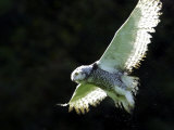 Snowy Owl, November 2001