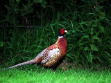 Cock Pheasant
