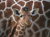 Baby Giraffe at Whipsnade Wild Animal Park Born, June 1996