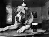 Bryan the St. Bernard Dog Enjoys a Pint, February 1956