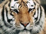 Siberian Tiger at London Zoo, March 1984