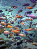 Fish Enclosure in Busch Gardens, Orlando Florida, November 2001