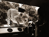 Sikuku the Cheetah Peers into a Car at Woburn Wild Animal Kingdom Bedfordshire, July 1970
