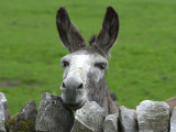 For the First Time Ever 3 Sicilian Minature Donkeys Have Been Born in Britain, 2001