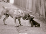 Dandelion the Chinese Shar Pei and Twiglet the Yorkshire Terrier, November 1981
