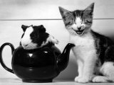 Buy Pinkie the Guinea Pig and Perky the Kitten Tottenahm London, September 1978 at AllPosters.com