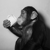 A Chimp Drinking a Cup of Tea