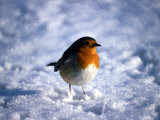 Robin in Snow