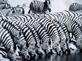 Zebra Herd Drinking at a Water Hole Etosha Game Reserve in Namibia Africa