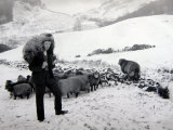 Man with Sheep on Snowy Hills, 1943