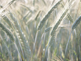 Buy Stalks of Wheat at AllPosters.com