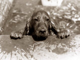 Spaniel Dog Takes a Dip, June 1986
