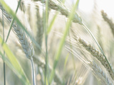 Buy Wheat Field at AllPosters.com
