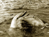 Dolphins Swimming and Playing Together, 1985