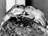 Kermit and Sheila, Tree Frog Lovers Get Close, February 1987