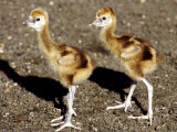 Two Week Old Crowned Crane Chicks at London Zoo, September 1984
