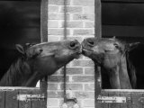 Buy Ardent Haven and Old Glory, Horses at the Bill Roach Stables at Lambourn at AllPosters.com