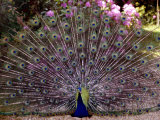 Peacock Showing off His Feathers at the Claremont Landscape Garden, Surrey, July 1986