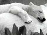 Pipaluk the Baby Polar Bear Sizzling in the Summer Hear
