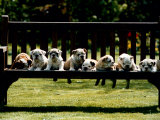 British Bulldog Puppies on a Park Bench, 1994