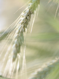 Buy Stalk of Wheat at AllPosters.com