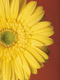 Yellow Zinnia Against Red Background